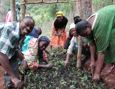 Group Planting Trees