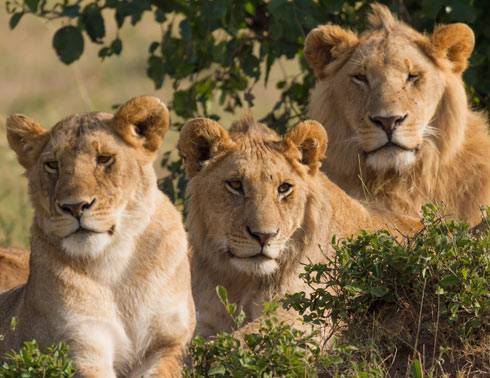 Lions In The Wild