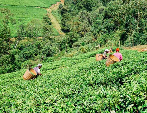 Picking Crops in The Field