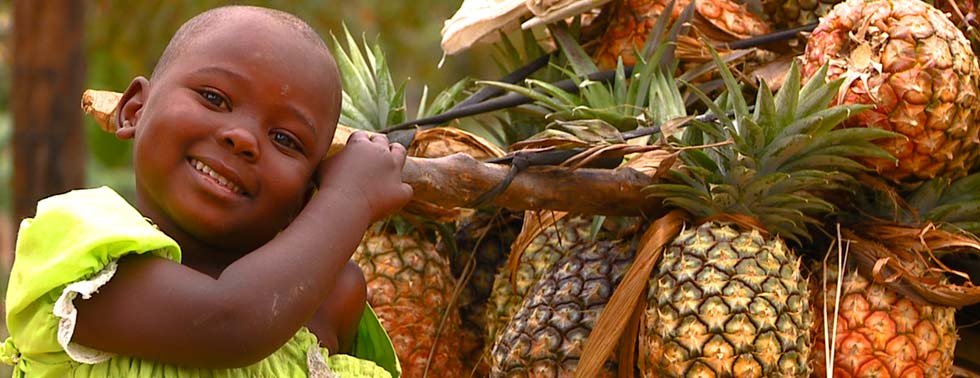 Freshly Picked Pineapples