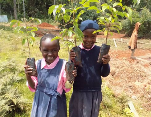 Tree Saplings Ready To Plant